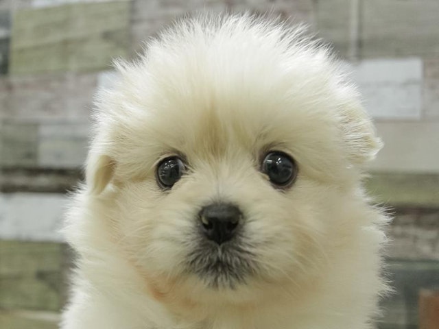 広島県のハーフ犬 (ペッツワン広島LECT店/2024年2月2日生まれ/女の子/クリーム)の子犬